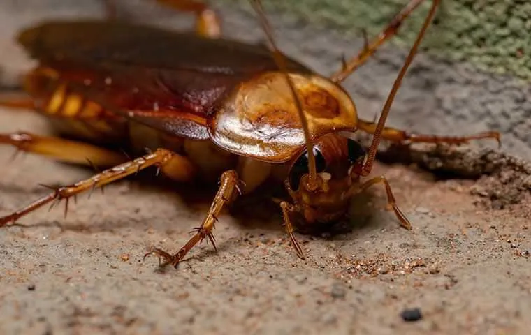 Cockroach.